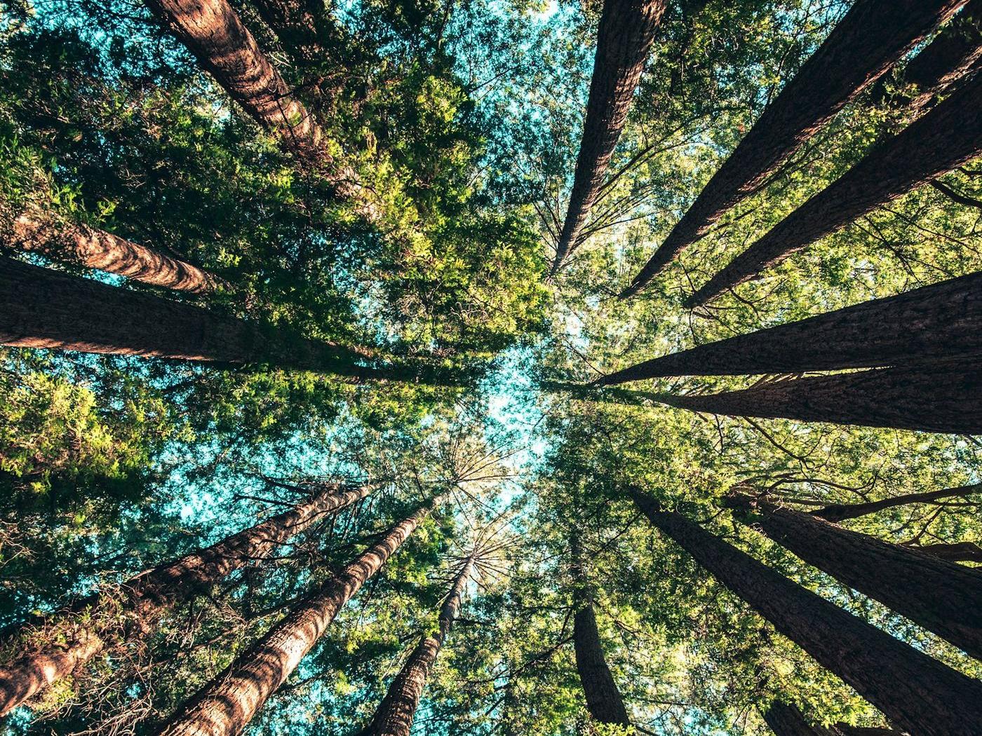 Looking up through a tall mature tree canopy toward the sky.